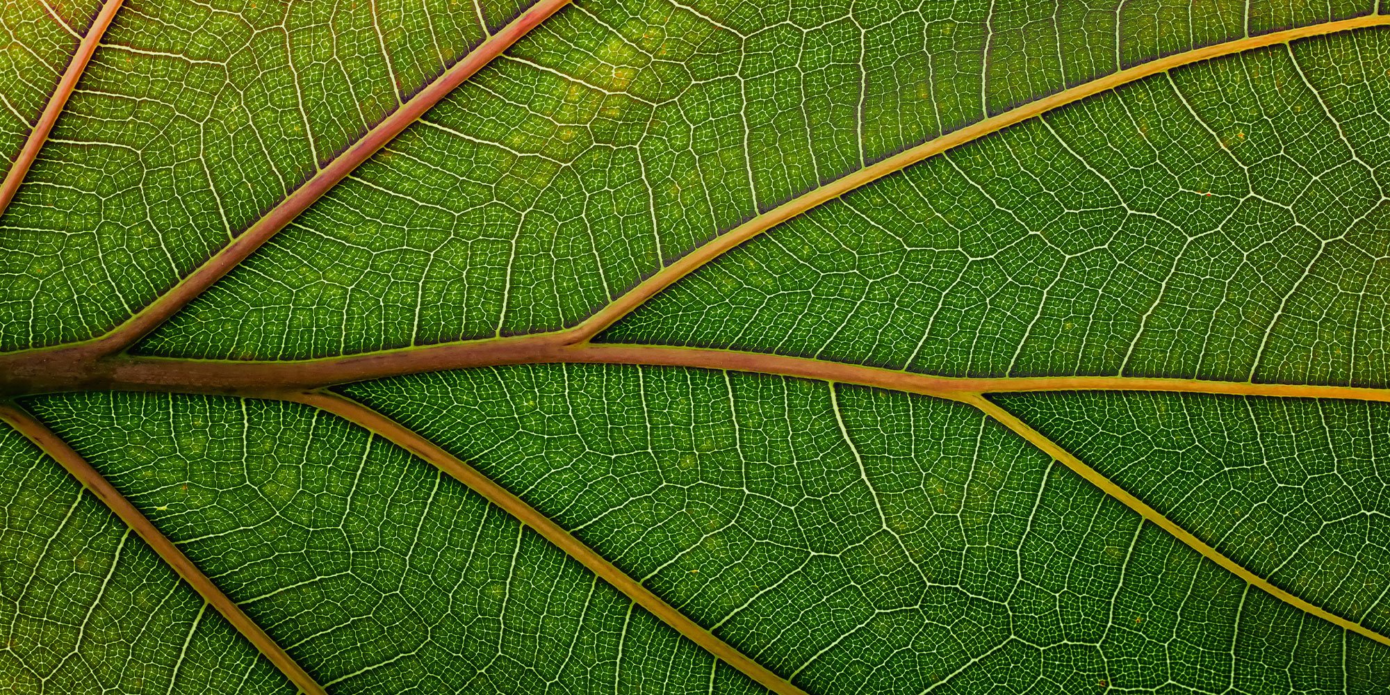Up close veins of leaf