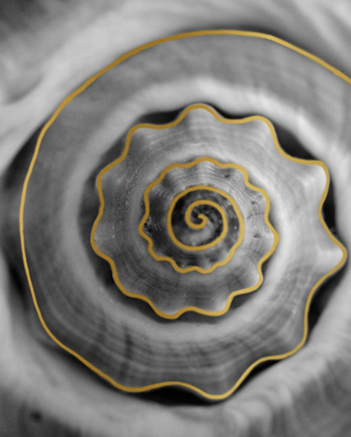 gold spiral outline of a conch shell