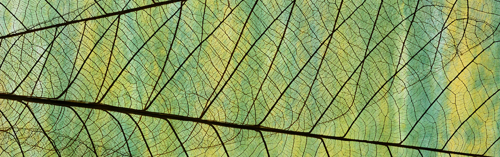 leaf veins