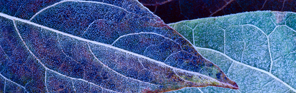 leaf veins