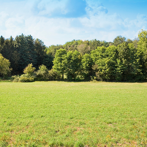 green grass with tree scape in the background and a blue sky