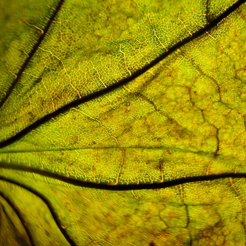 Close up view of a green leaf's veins