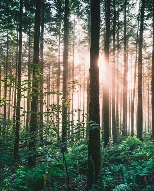 forest with greenery, trees, and sunlight coming through the tree line