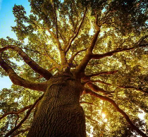 Upward view of tree in sunbeam
