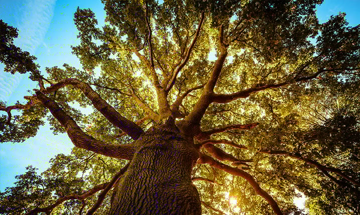 Upward view of tree