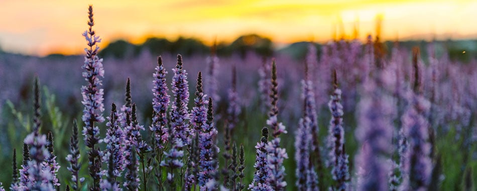 Lavendar field close up at sunset