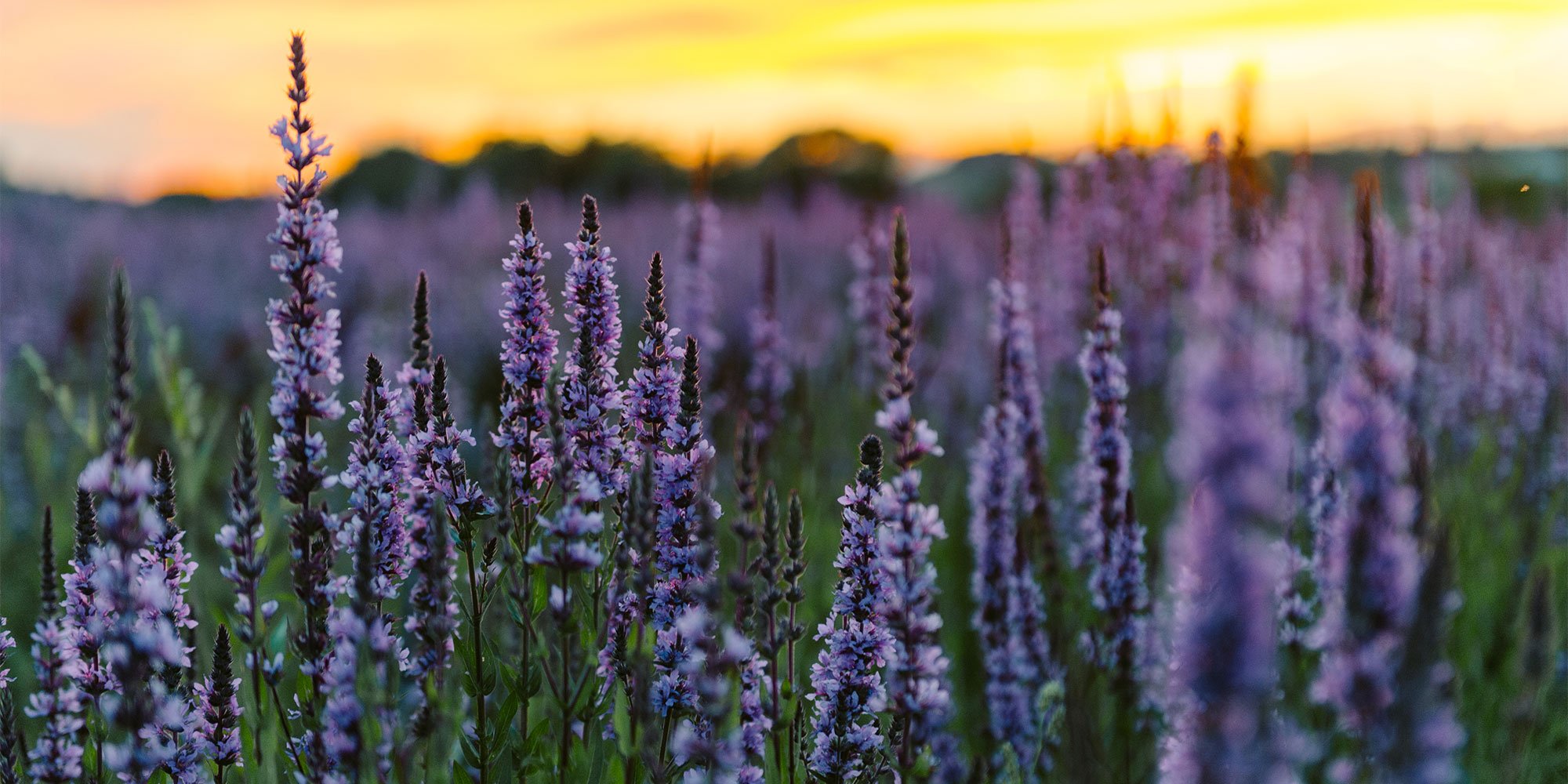 View of lavender flowers in field