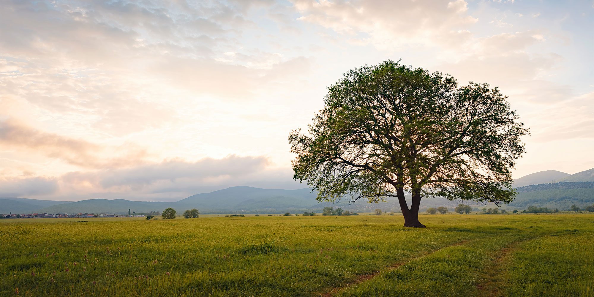 Tree in field