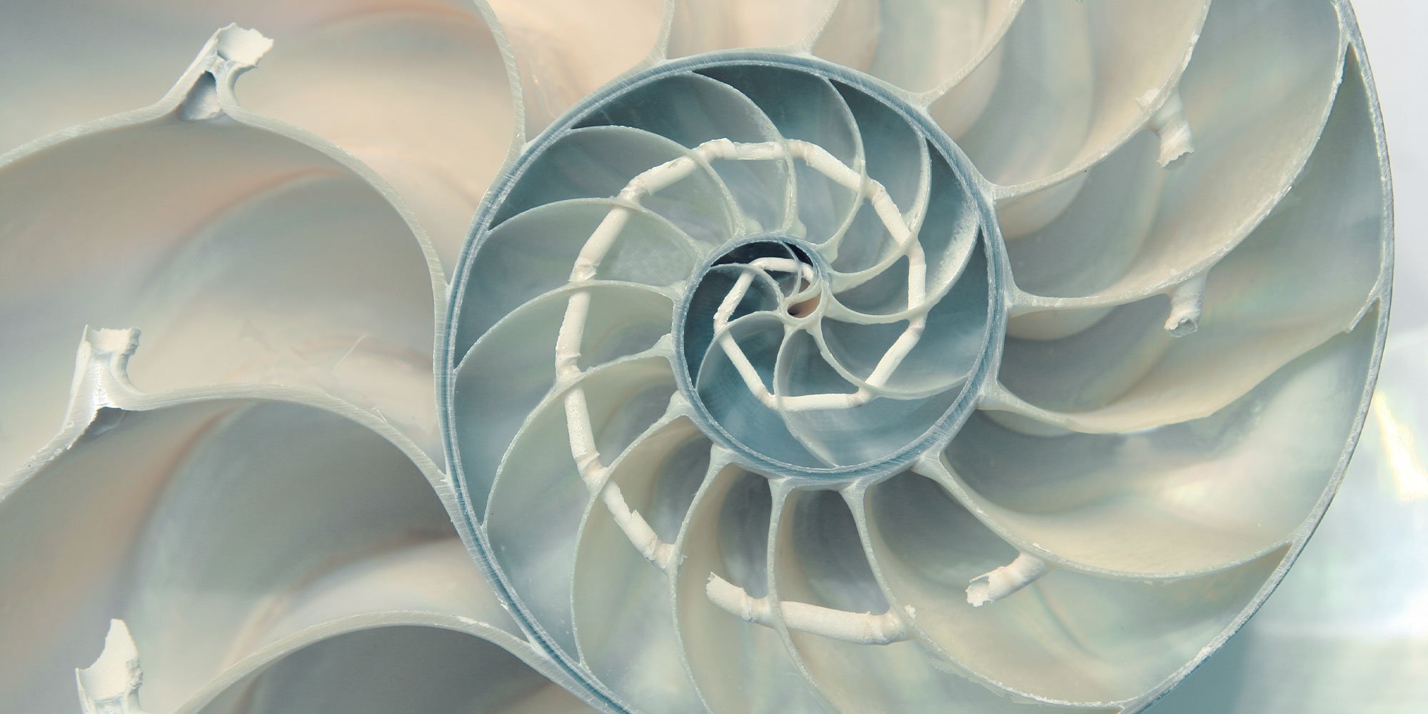 Zoomed in image of a shell