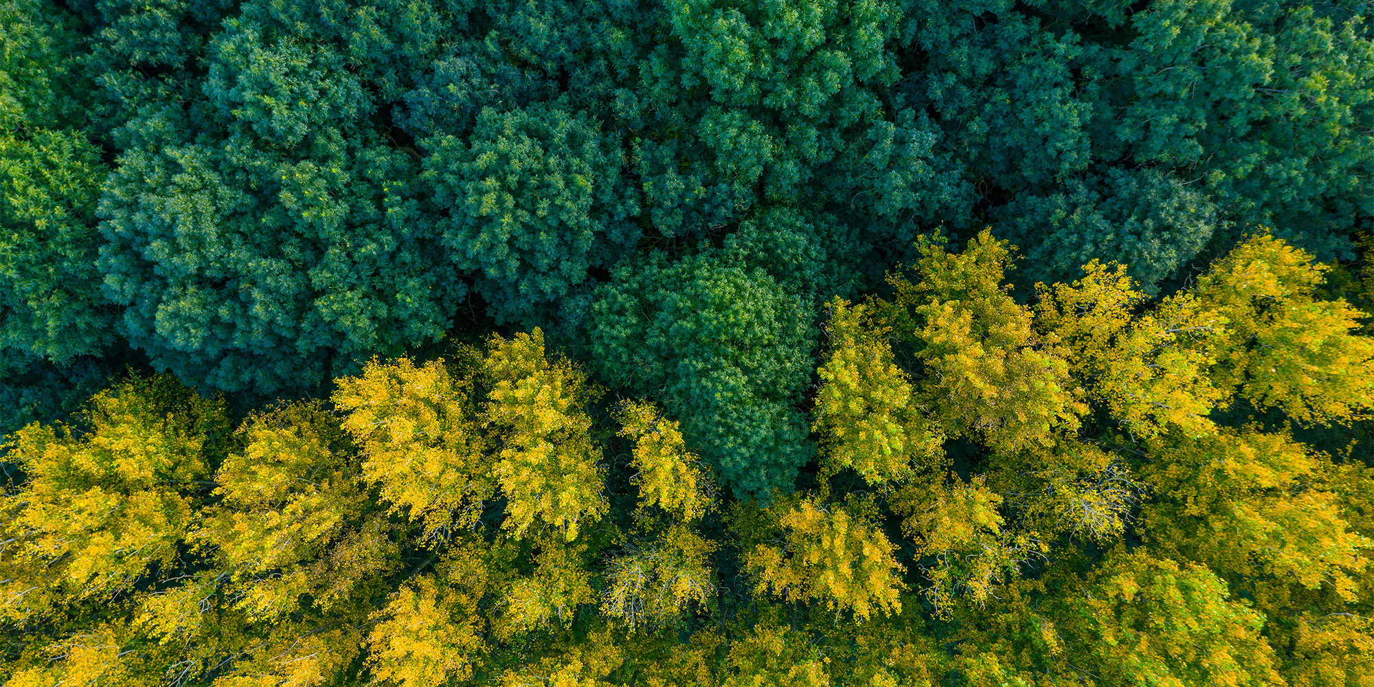 Aerial view of forest trees turning from green to yellow