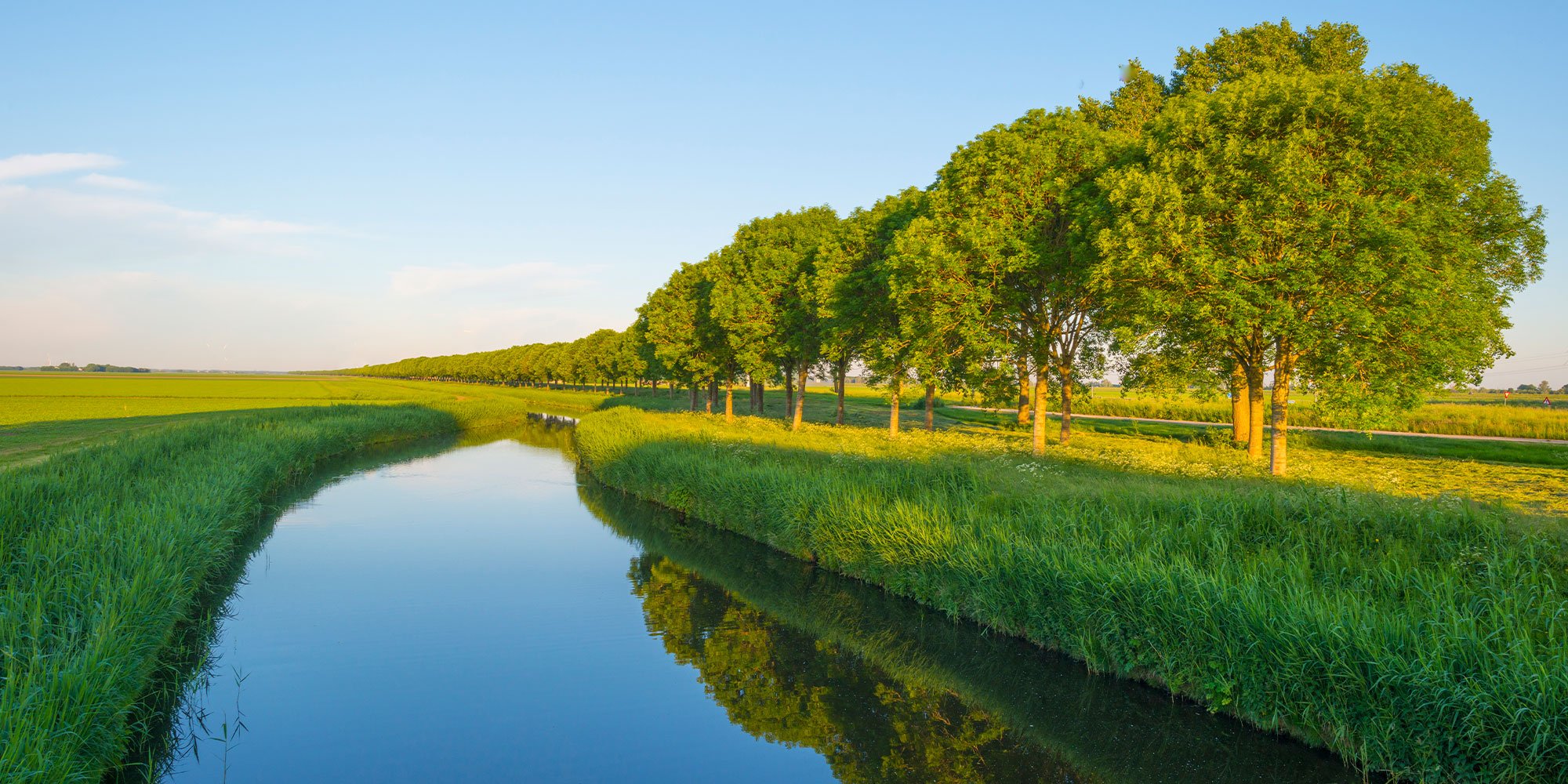 river flowing near row of green trees