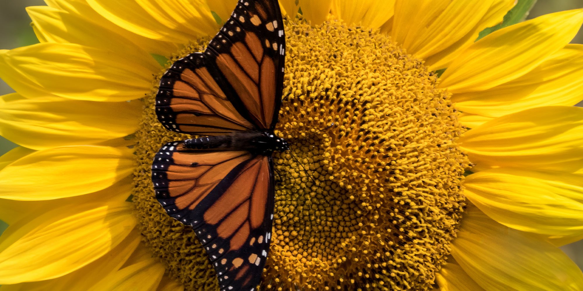 monarch on yellow flower