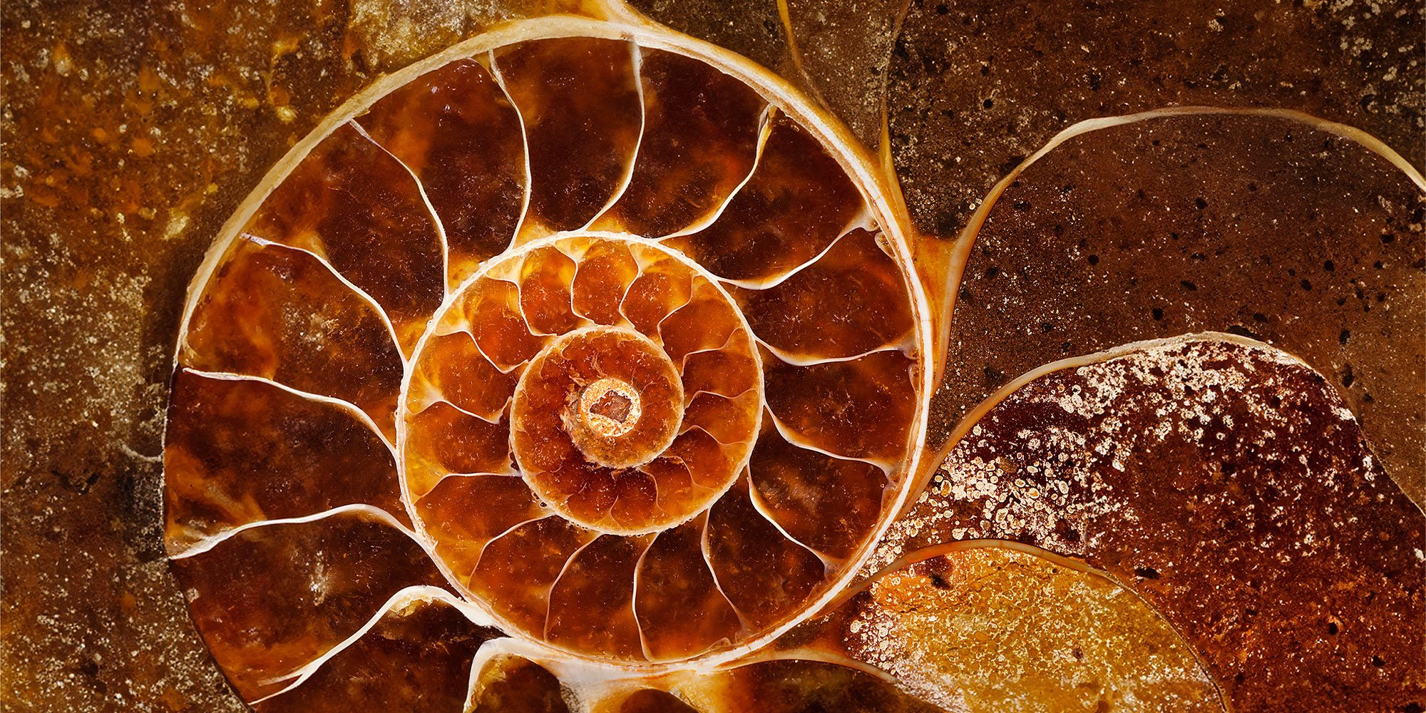 Close up image of orange shell