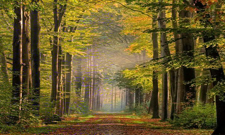Image of wooded path
