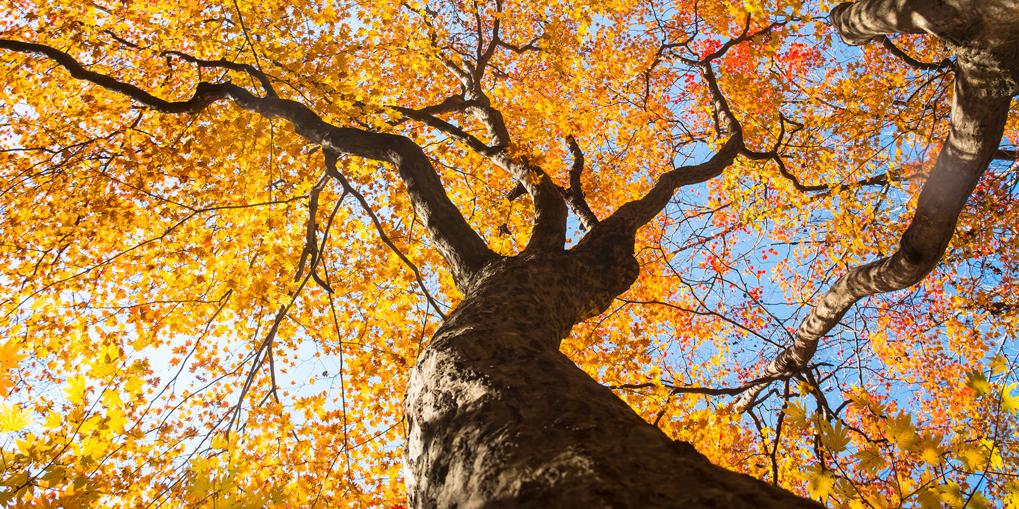 Understanding Intentionally Defective Grantor Trusts (IDGTs)